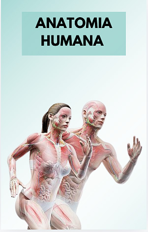 Anatomia Humana 2